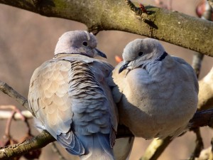 turtledove pair